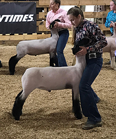 Suddeth Lamb Co. Winners